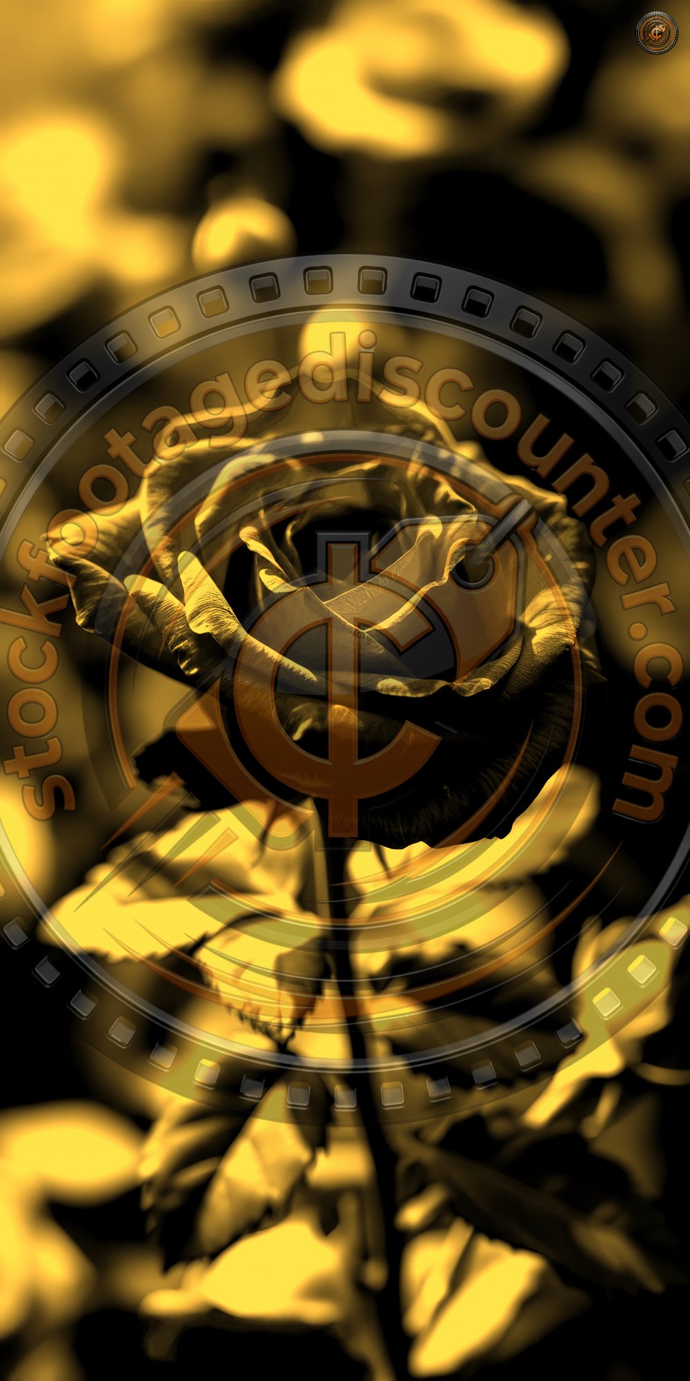 V i b r a n t   r e d   r o s e   b l o o m s   b e a u t i f u l l y   i n   a   l u s h   g a r d e n   d u r i n g   a   s u n n y   a f t e r n o o n   i n   l a t e   s p r i n g