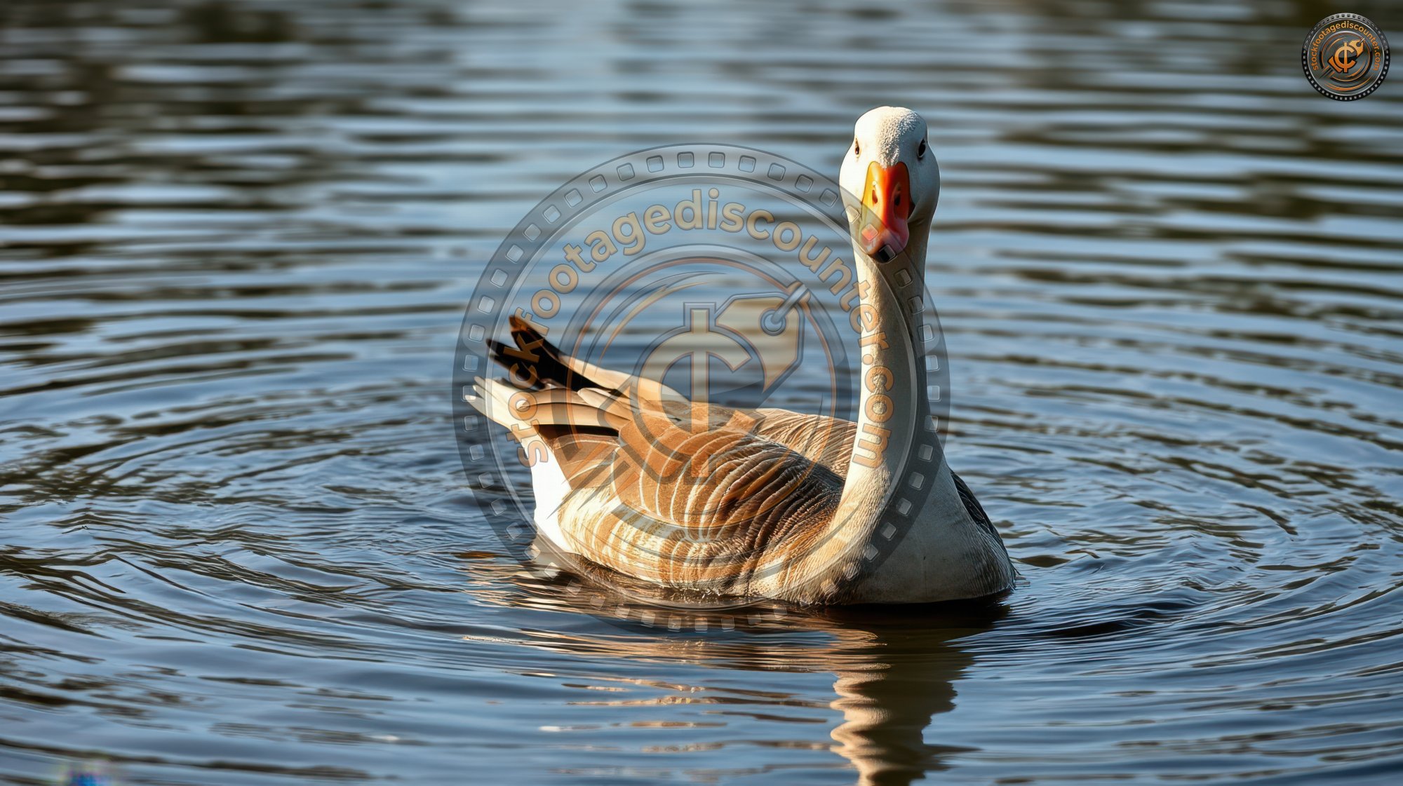 4223837816 Gigapixel Standard 6x