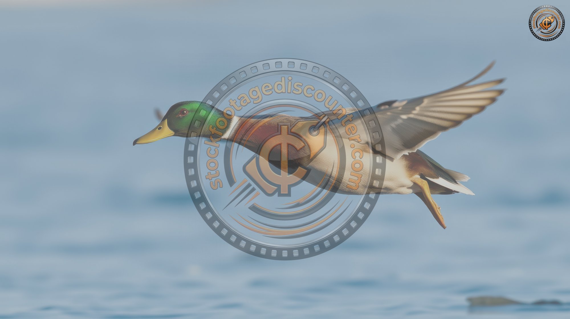 3561349167 Gigapixel Standard 6x Lc