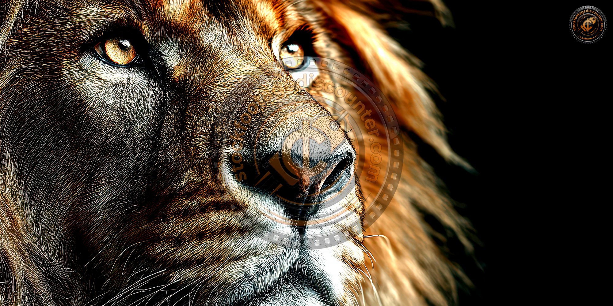 Close Up Of Lion Head On Dark Background. Lion. Ul 3d12bc9d 0484 4c26 Ba8f A4f64792d778 3 Gigapixel Standard 6x Hc