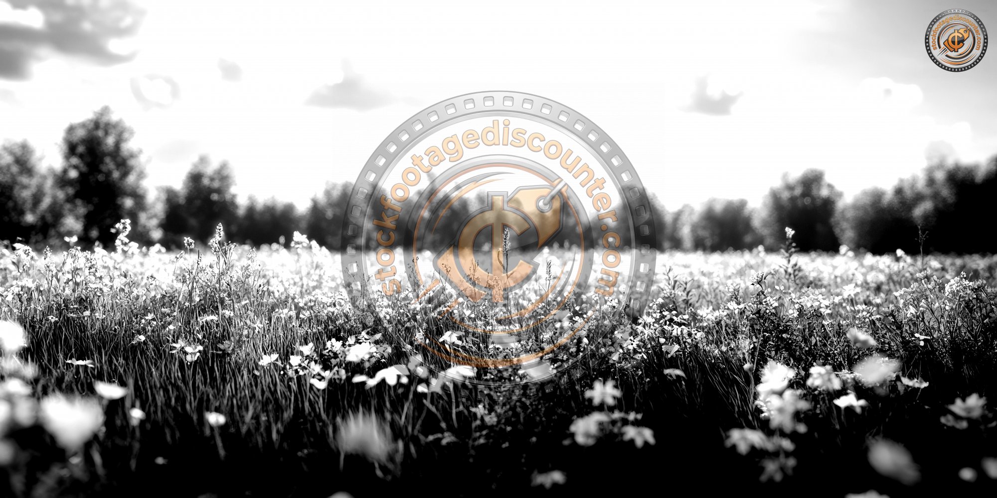 Overgrown Meadow With Wildflowers And Grasses Ove 99852d4c A529 4b76 A107 Dc6188441359 0 Gigapixel Standard 6x Bw