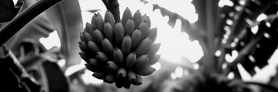 1072219654 Gigapixel Standard 6x Bw