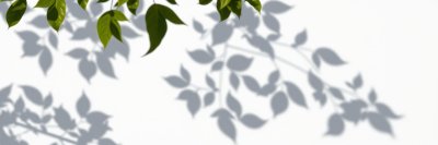 Green leaves cast delicate shadows on a white background