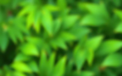 Lush green foliage creates a vibrant backdrop in a tranquil outdoor setting during a sunny day in spring