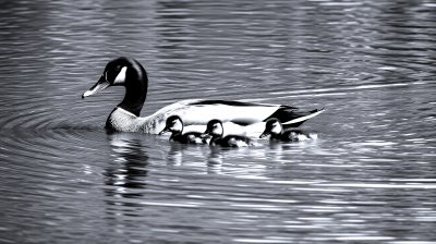 677738238 Gigapixel Standard 6x Silver