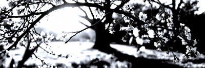 2724379426 Gigapixel Standard 6x Silver