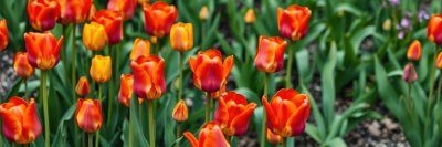 3598990763 Gigapixel Standard 6x