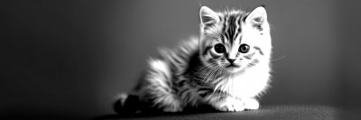 3010141867 Gigapixel Standard 6x Bw