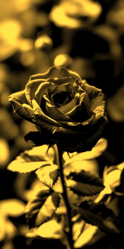 V i b r a n t   r e d   r o s e   b l o o m s   b e a u t i f u l l y   i n   a   l u s h   g a r d e n   d u r i n g   a   s u n n y   a f t e r n o o n   i n   l a t e   s p r i n g