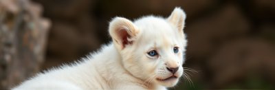 1894578611 Gigapixel Standard 6x