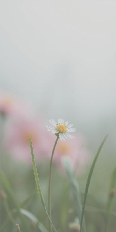 D a i s y   b l o o m s   i n   a   m i s t y   m e a d o w   s u r r o u n d e d   b y   s o f t   p i n k   f l o w e r s   a n d   f r e s h   g r e e n   g r a s s   d u r i n g   e a r l y   m o r n i n g