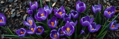 2171485812 Gigapixel Standard 6x