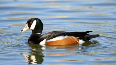 736073797 Gigapixel Standard 6x