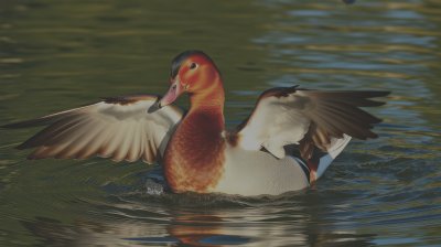 2890416899 Gigapixel Standard 6x Lc