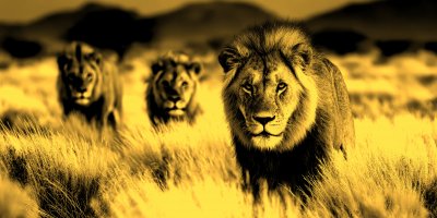 A Lion Pride Hunting Prey Through The Dry Savanna 7a7222f5 2b0e 486b 888f 0c3a17c3a7a5 3 Gigapixel Standard 6x Gold