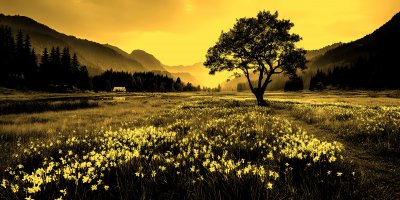 Amazing Nature Landscape With Single Tree And Flo 03c17ea9 Cd78 4217 Be8a 1fbe254eb555 1 Gigapixel Standard 6x Gold