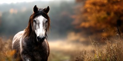 Beautiful Appaloosa Horse Rearing Up In The Field 12bba623 B74a 40f3 9b81 Beab8a8e2eac 3 Gigapixel Standard 6x Stylut