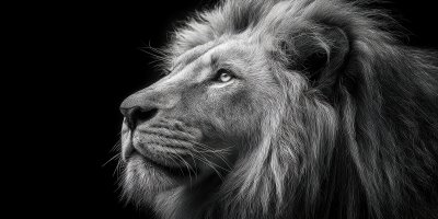 Black And White Contrast Photo In Profile Of A Mal 2a9d5865 974f 445d Bb37 F17180428308 2 Gigapixel Standard 6x