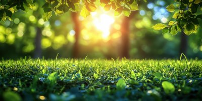 Blur Background Green Park Garden Nature Bright S 88907940 E788 4ea0 9398 B3858f4753a1 1 Gigapixel Standard 6x