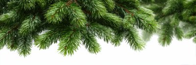 Christmas Tree Branches Isolated On White Backgroun B1bd6d37 15ac 444f 9e1b 87b0cce0b1e4 3 Gigapixel Standard 6x