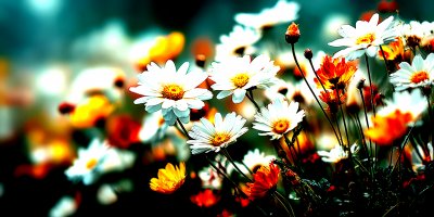 Close Up Of Blooming Field Of Daisies.field Of Da A7456f2f 07da 4ecc 8928 980aae1db664 3 Gigapixel Standard 6x Hc