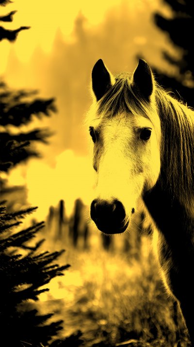Portrait Of White Cremello Horse Look Back On Win 702f96c7 8828 44c1 8a96 1563eff64032 3 Gigapixel Standard 6x Gold