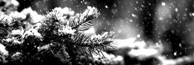 Winter Christmas Background With Snowy Pine Branche A78dac29 9d99 403c 80b8 2c6d1b4f9d5c 2 Gigapixel Standard 6x Bw