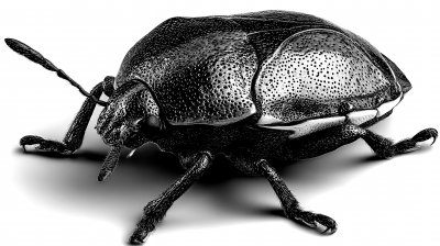 Bug Isolated On White Background. Insect Closeup. Ultr 25c9895f D3e2 4b70 A5fd 831df669ad94 2 Gigapixel Standard 6x Bw