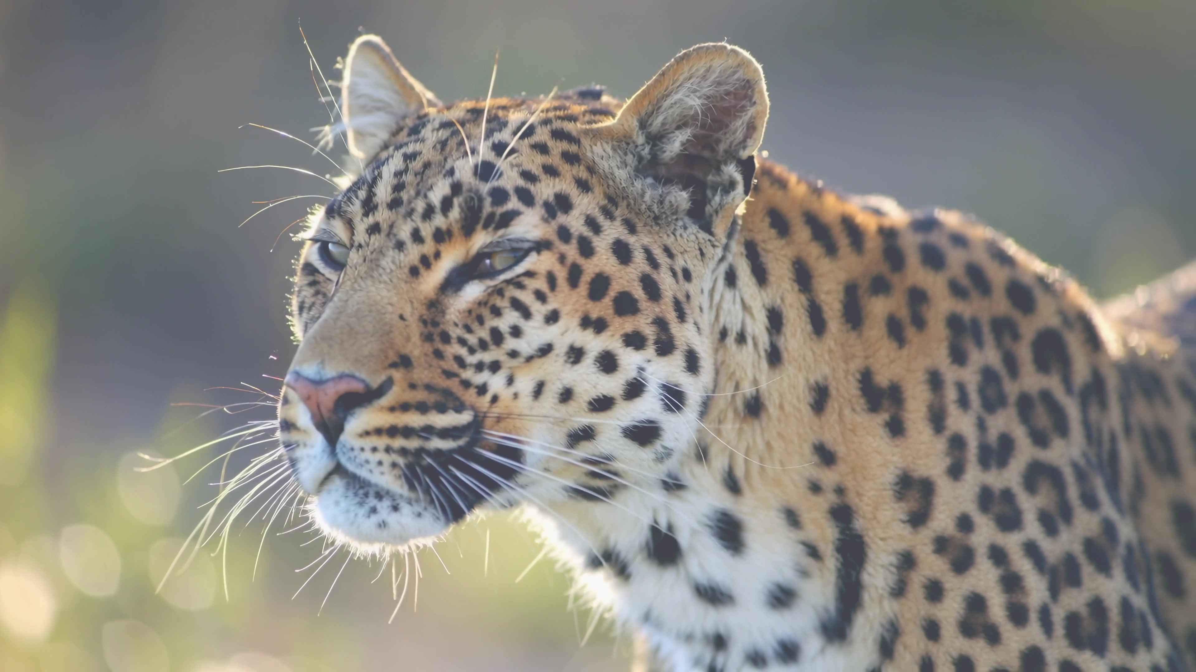 Leopard in the wild during a sunny afternoon, showcasing its unique coat and keen expressions