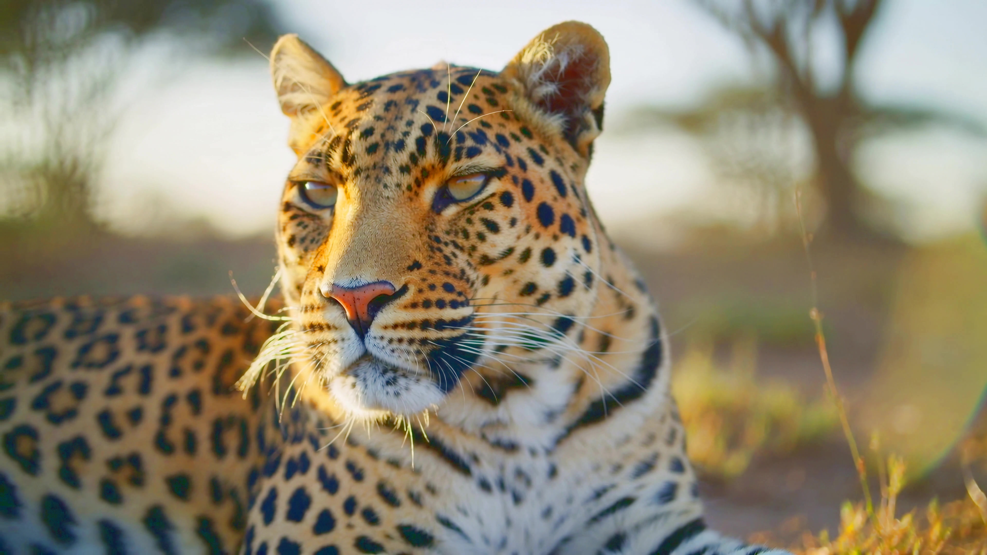 Leopard resting in the wild during sunset with trees in the background