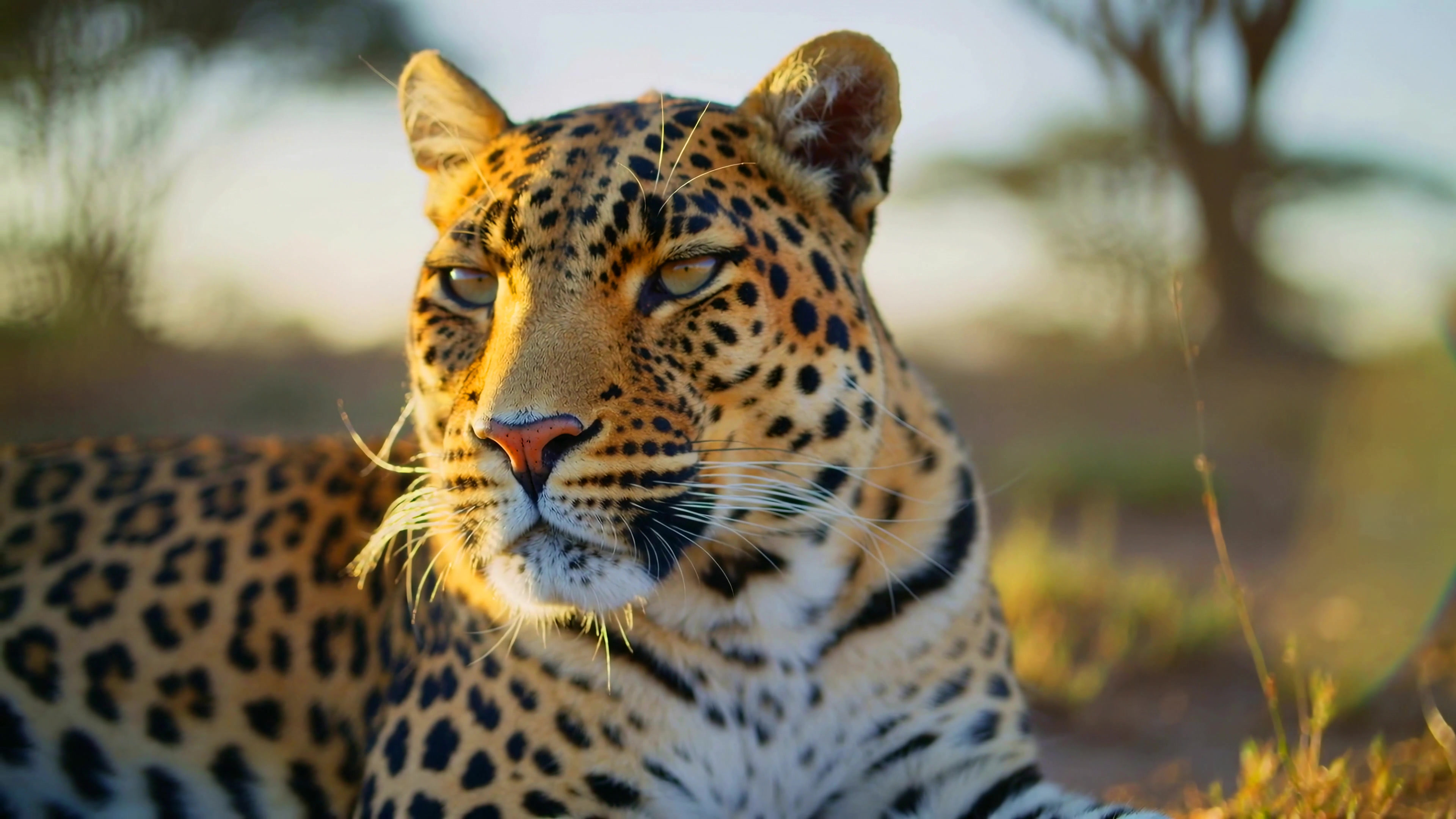 Leopard resting on dry grass during sunset in African savanna