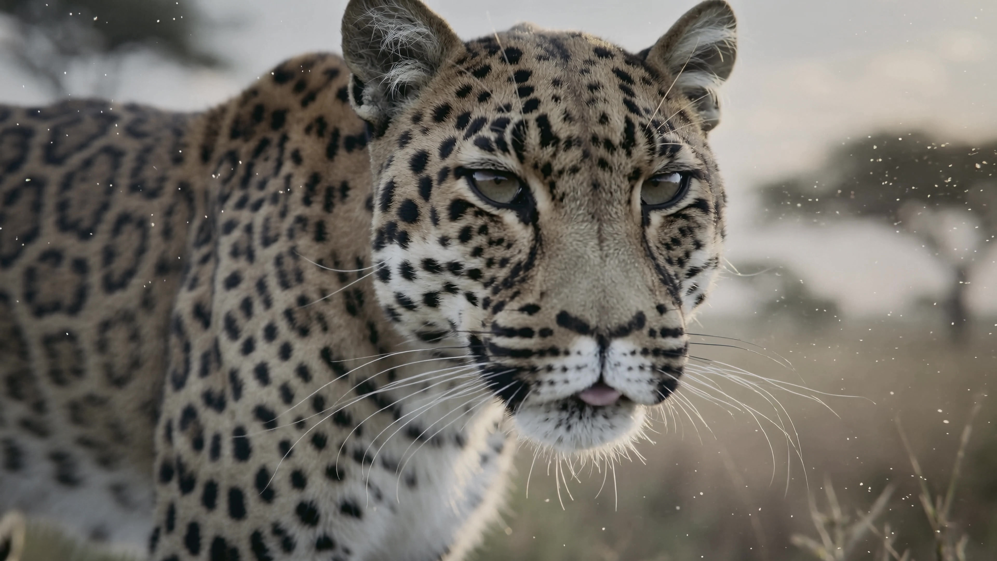 Leopard in the wild showing its distinctive spots while roaming the African savanna during sunset hours