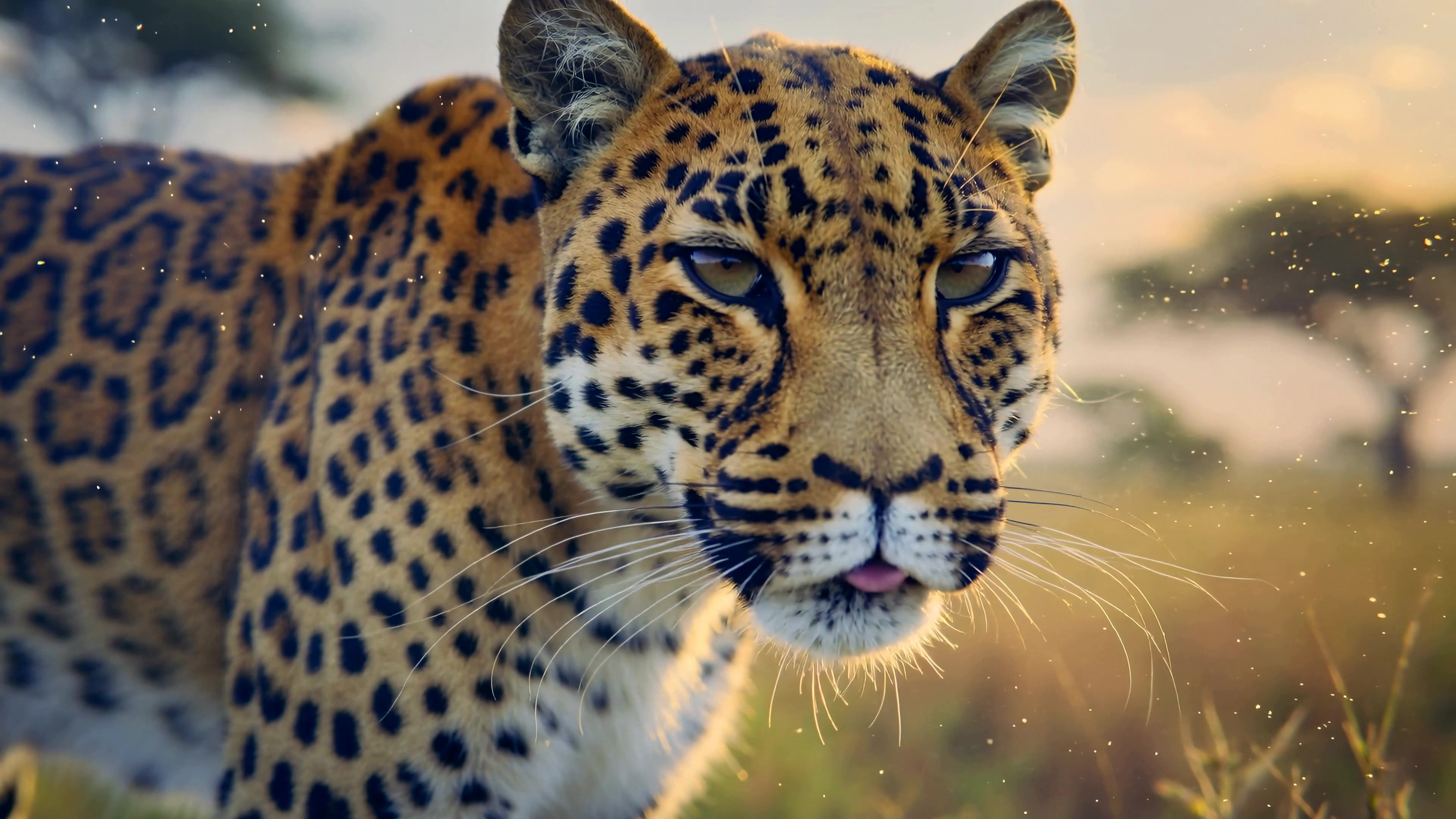 Close-up view of a leopard walking through tall grass in the savanna during late afternoon light