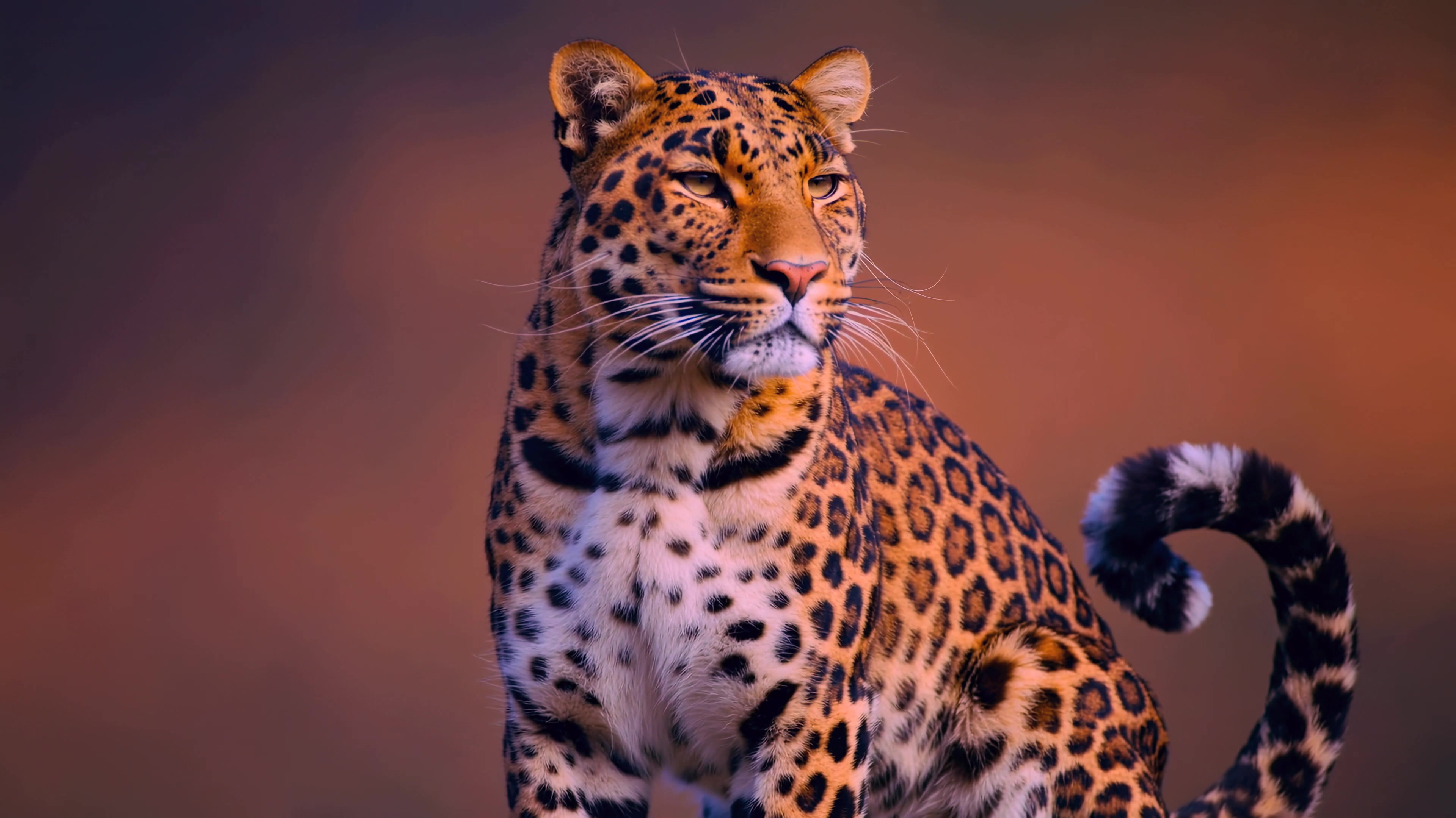 Leopard sitting and observing surroundings in natural habitat during the day