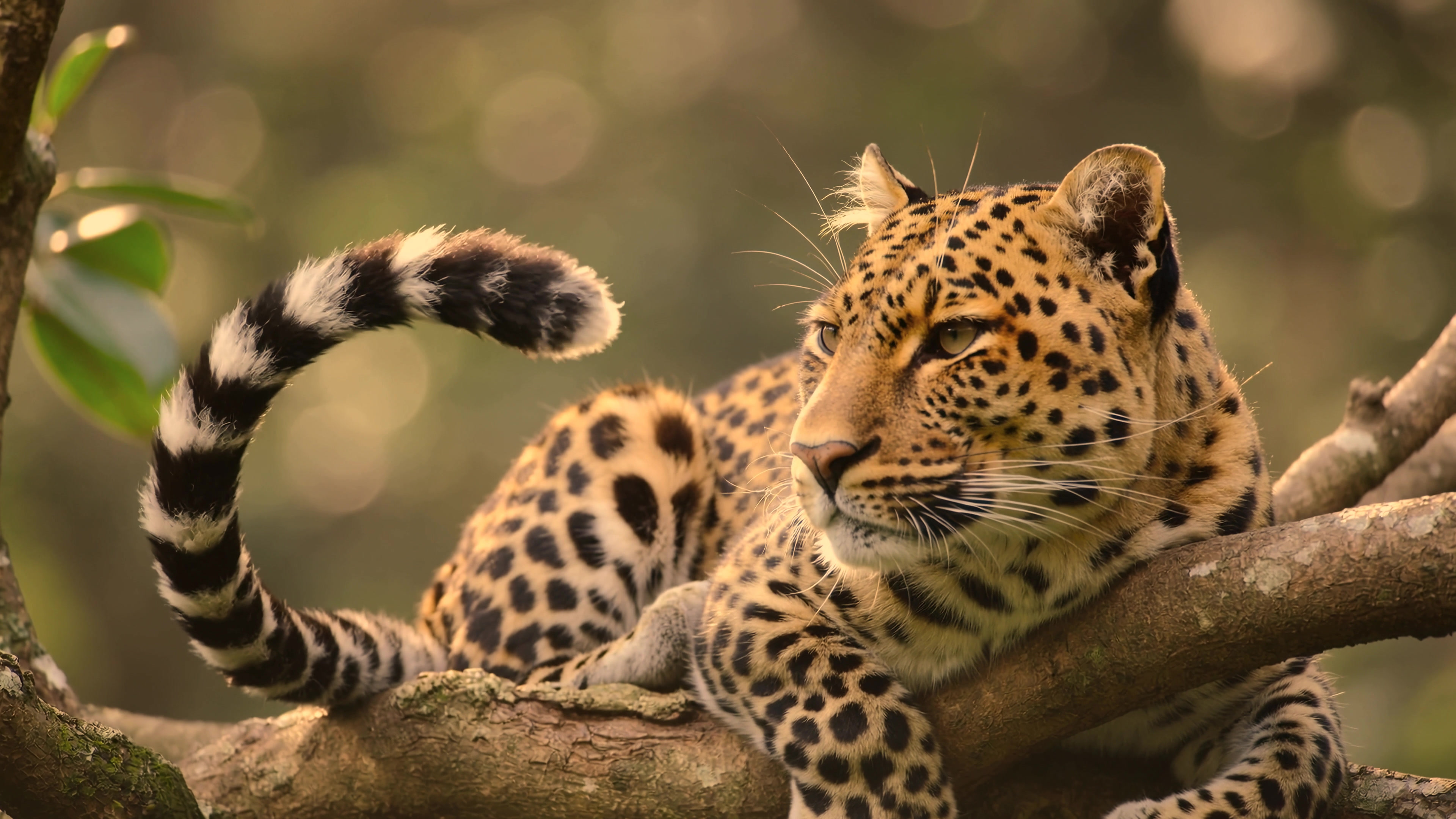 Leopard resting on tree branch in lush forest environment during warm afternoon light