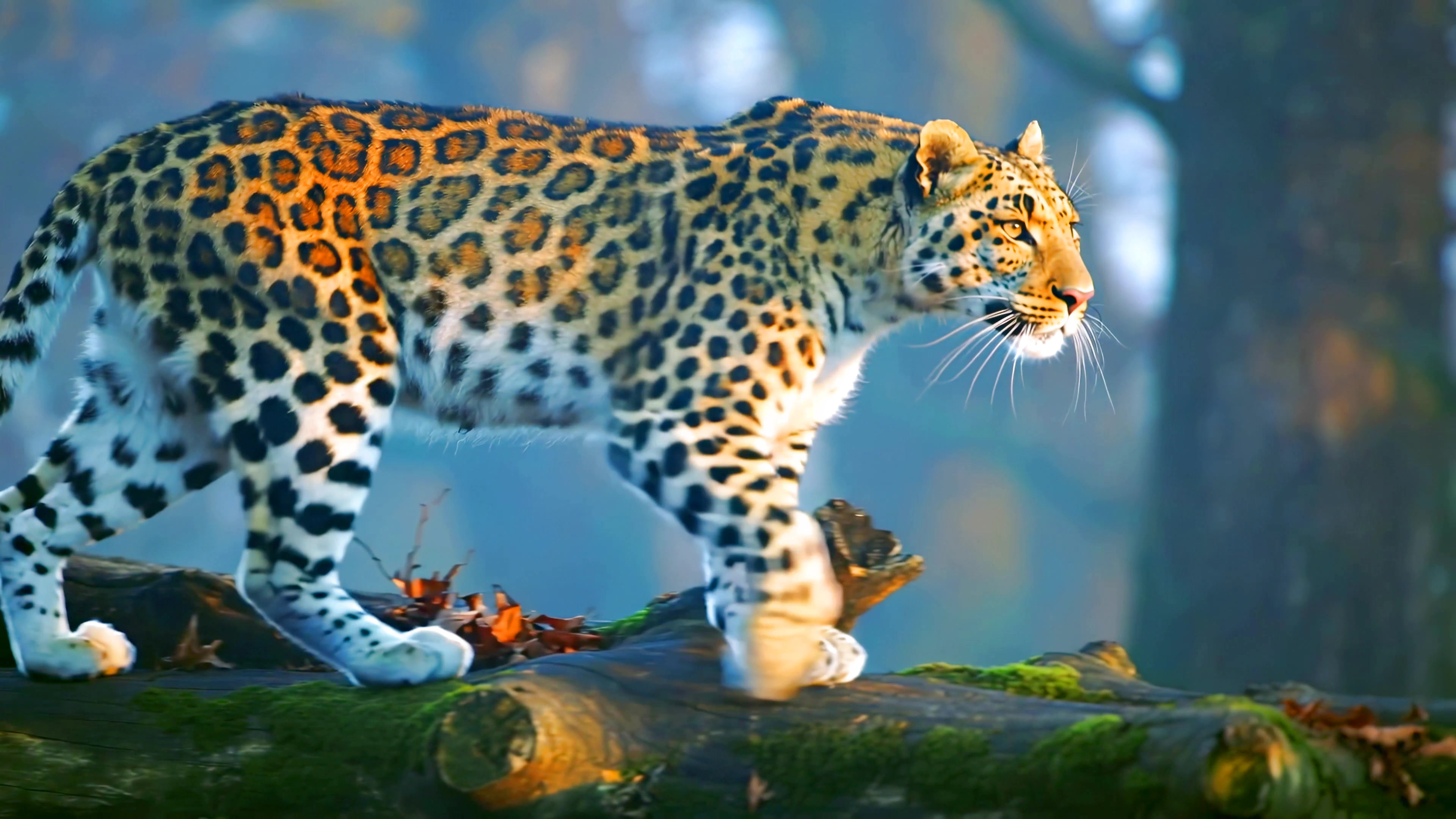Leopard walking on logs in a natural setting during daylight hours
