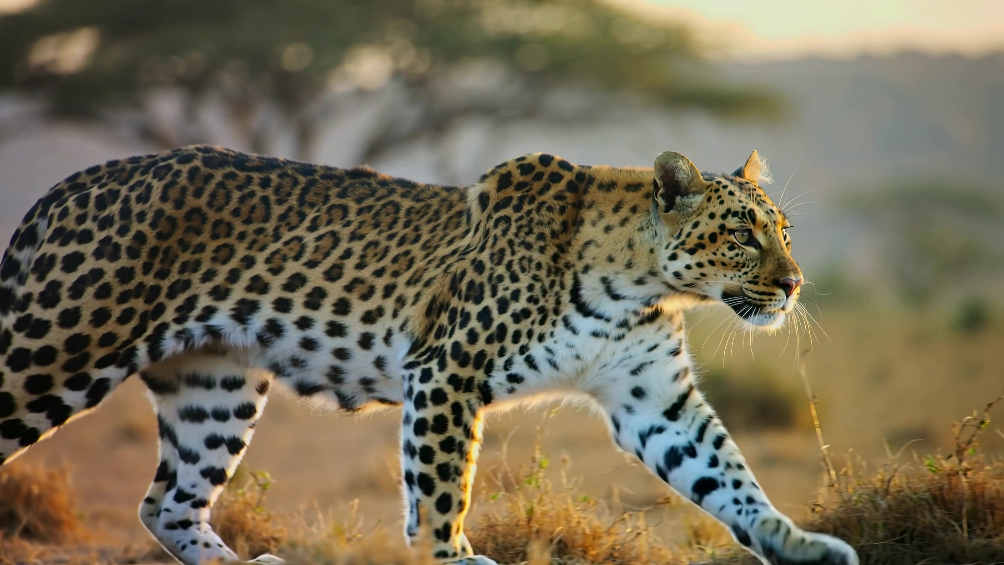 Leopard walking through the grasslands at sunset in the African savanna during a wildlife documentary shoot