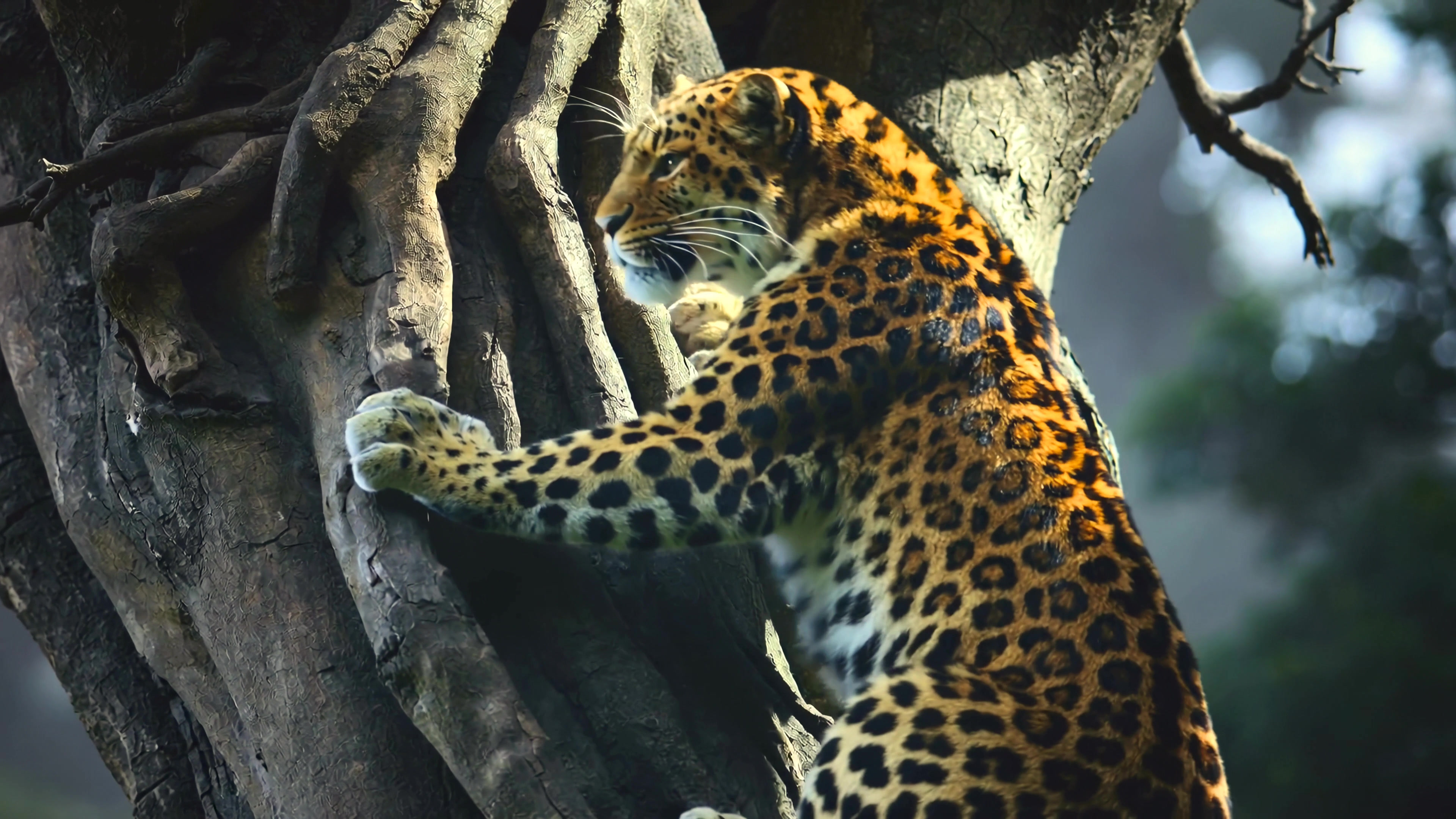 Leopard climbing a tree in a forest during daylight hours while searching for food