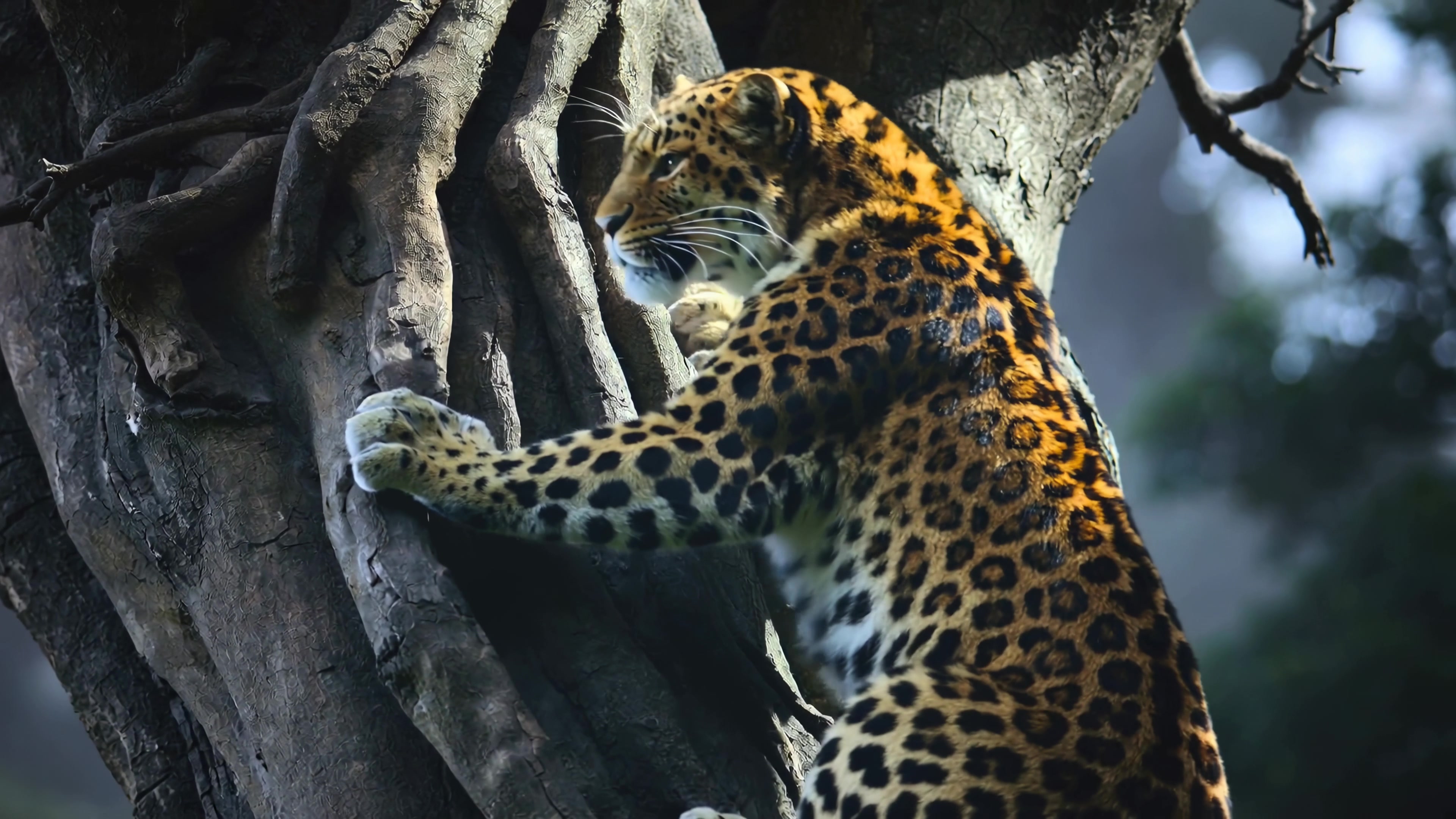 Leopard climbing a tree in the forest during daylight hours while exploring its natural habitat