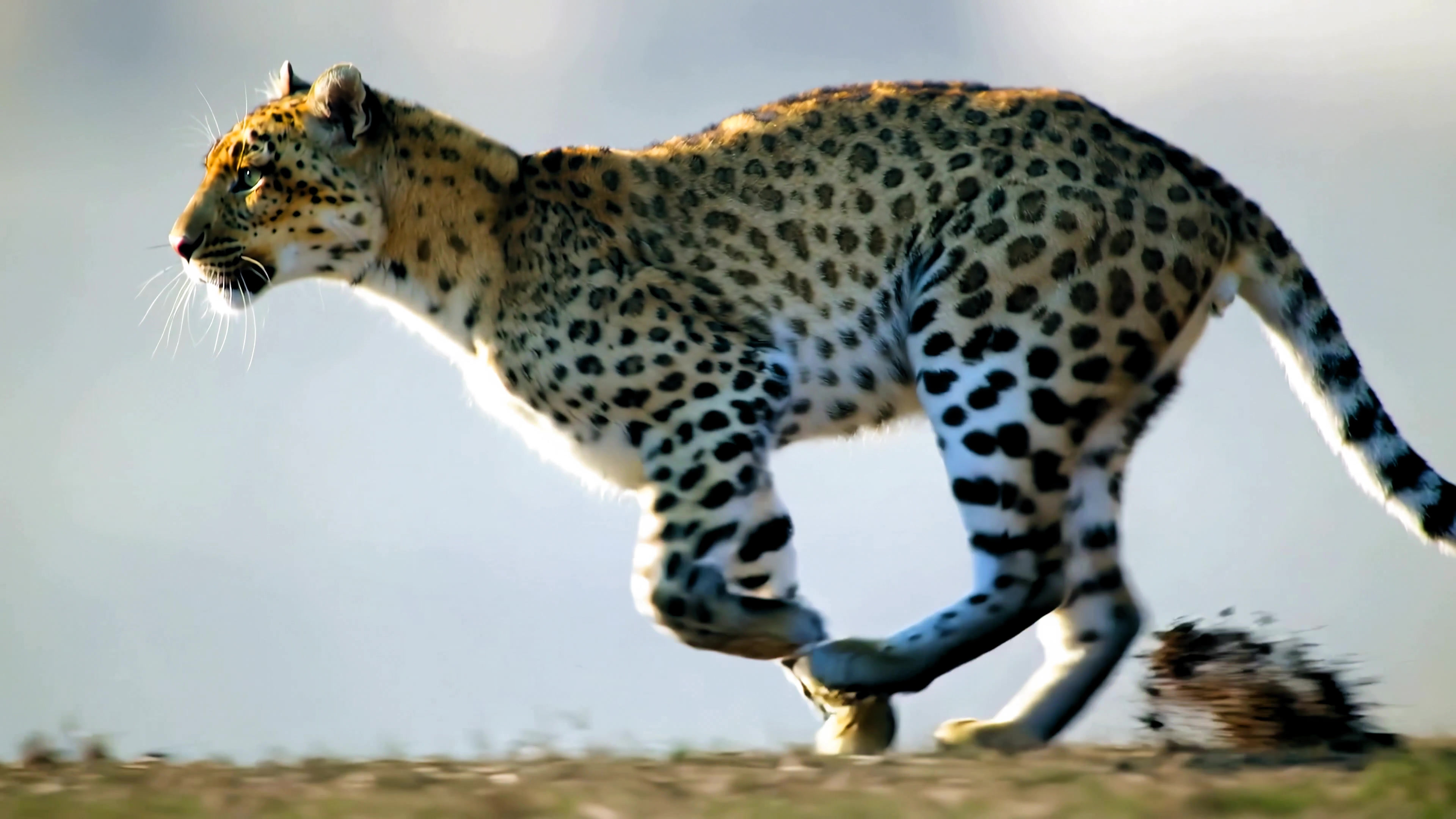 Leopard runs fast across open land in search of prey during daytime in a natural habitat
