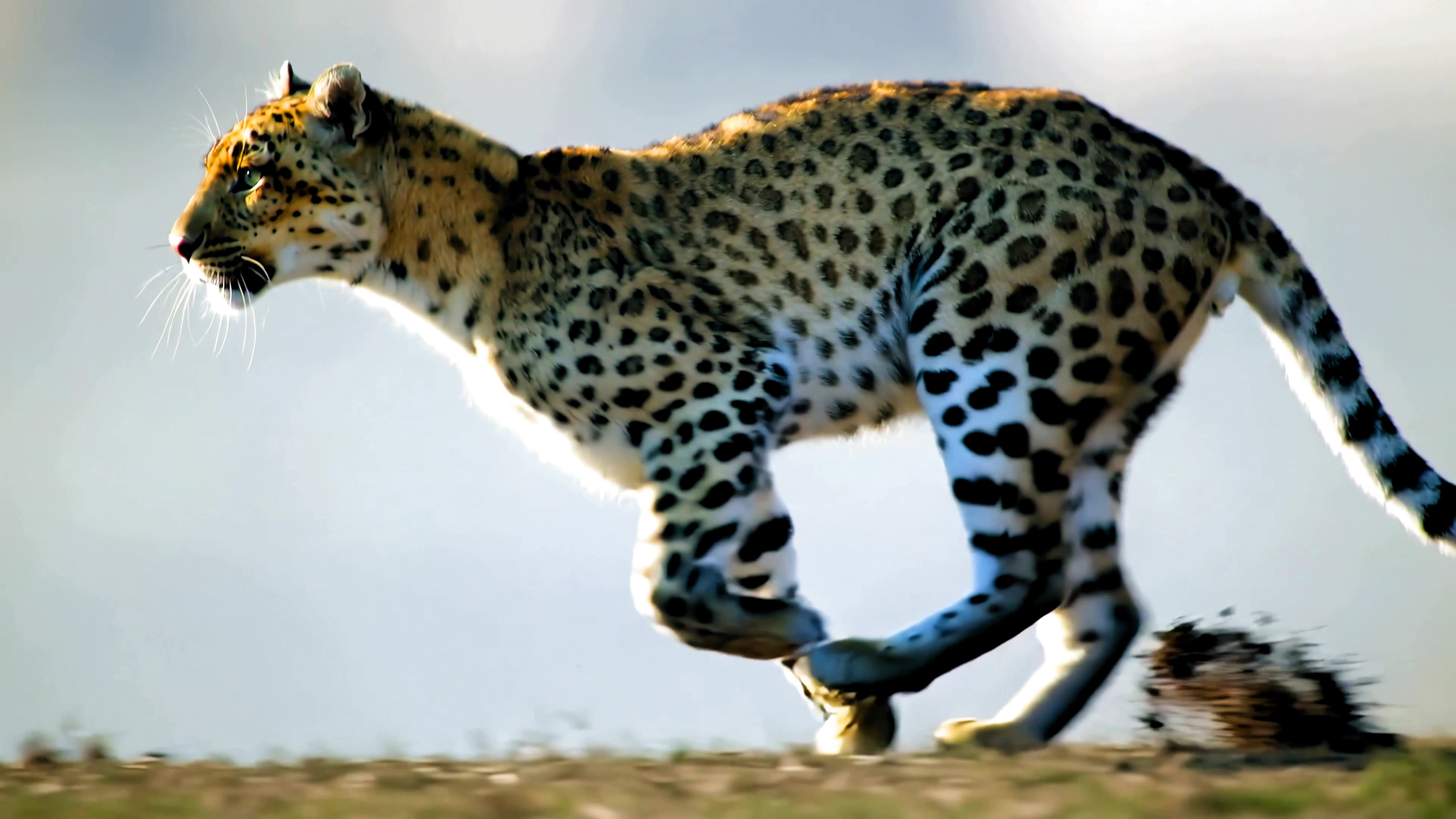 Leopard runs across the grassland during daytime in a natural setting showcasing its hunting skills