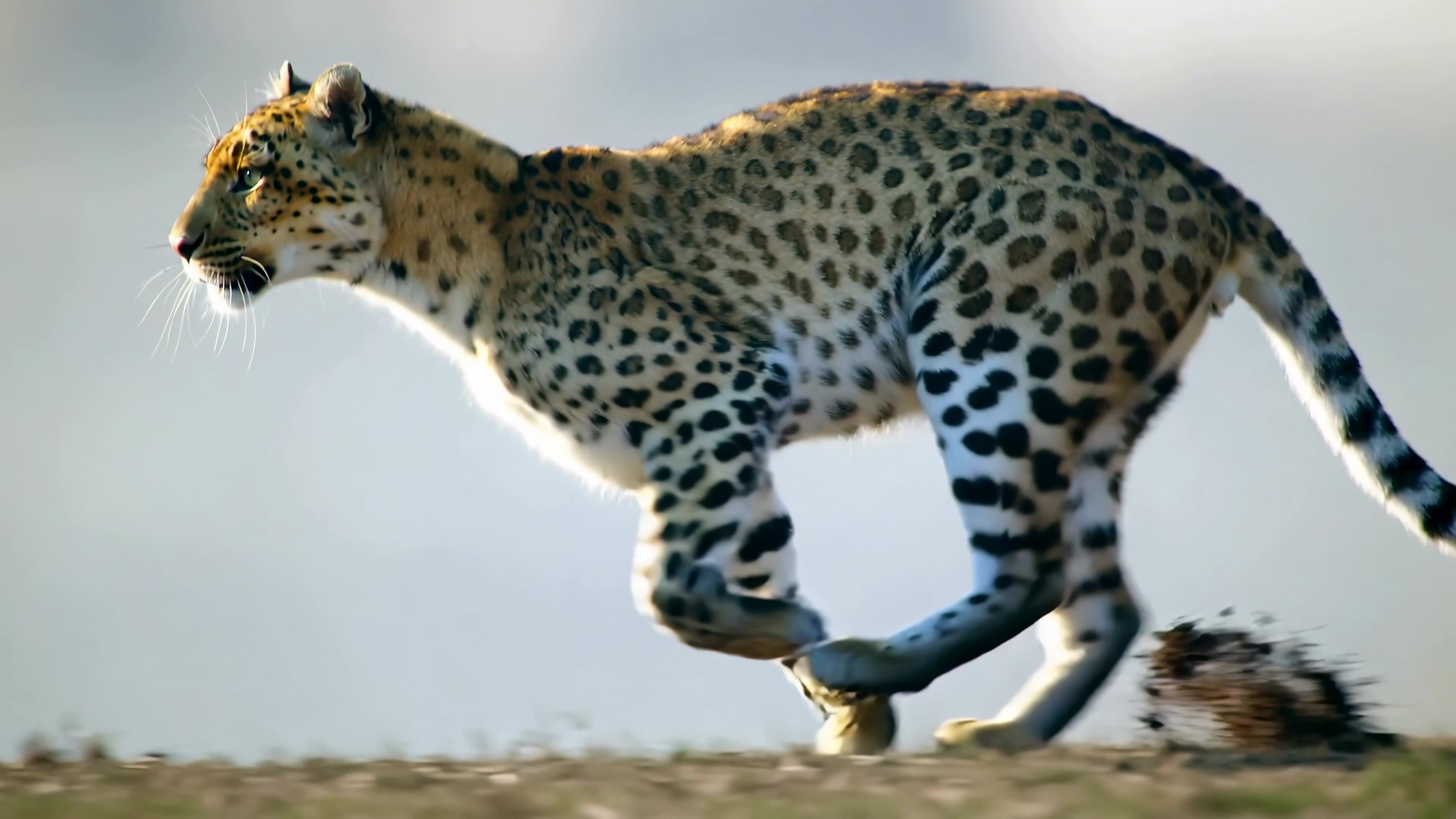 Leopard runs across the grassland in a nature habitat during daylight hours
