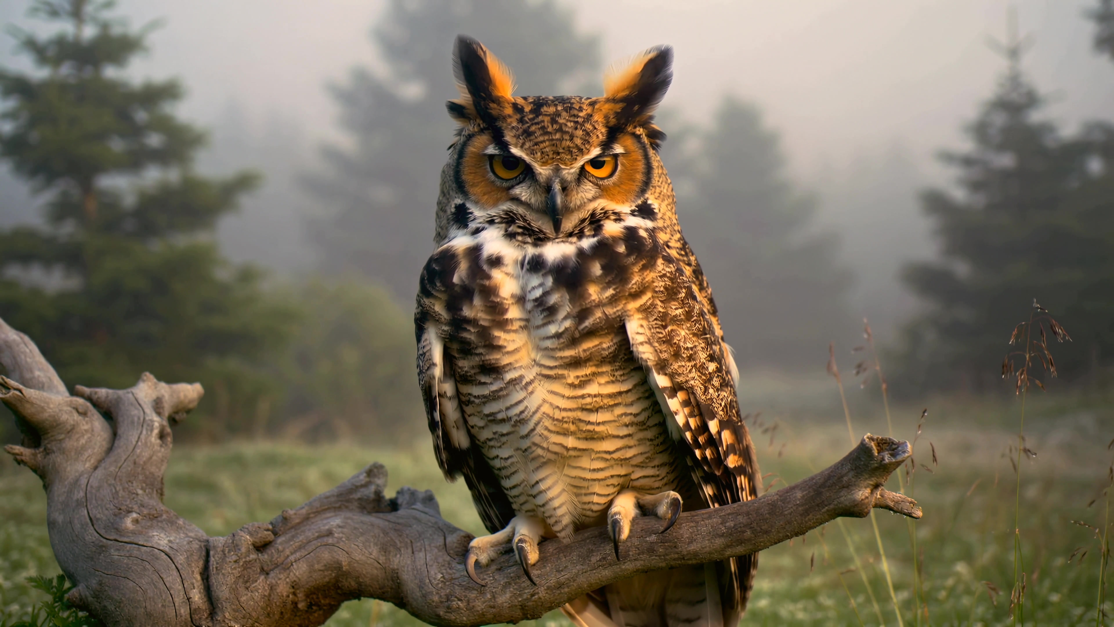 Owl sits on a branch in a misty forest during early morning light