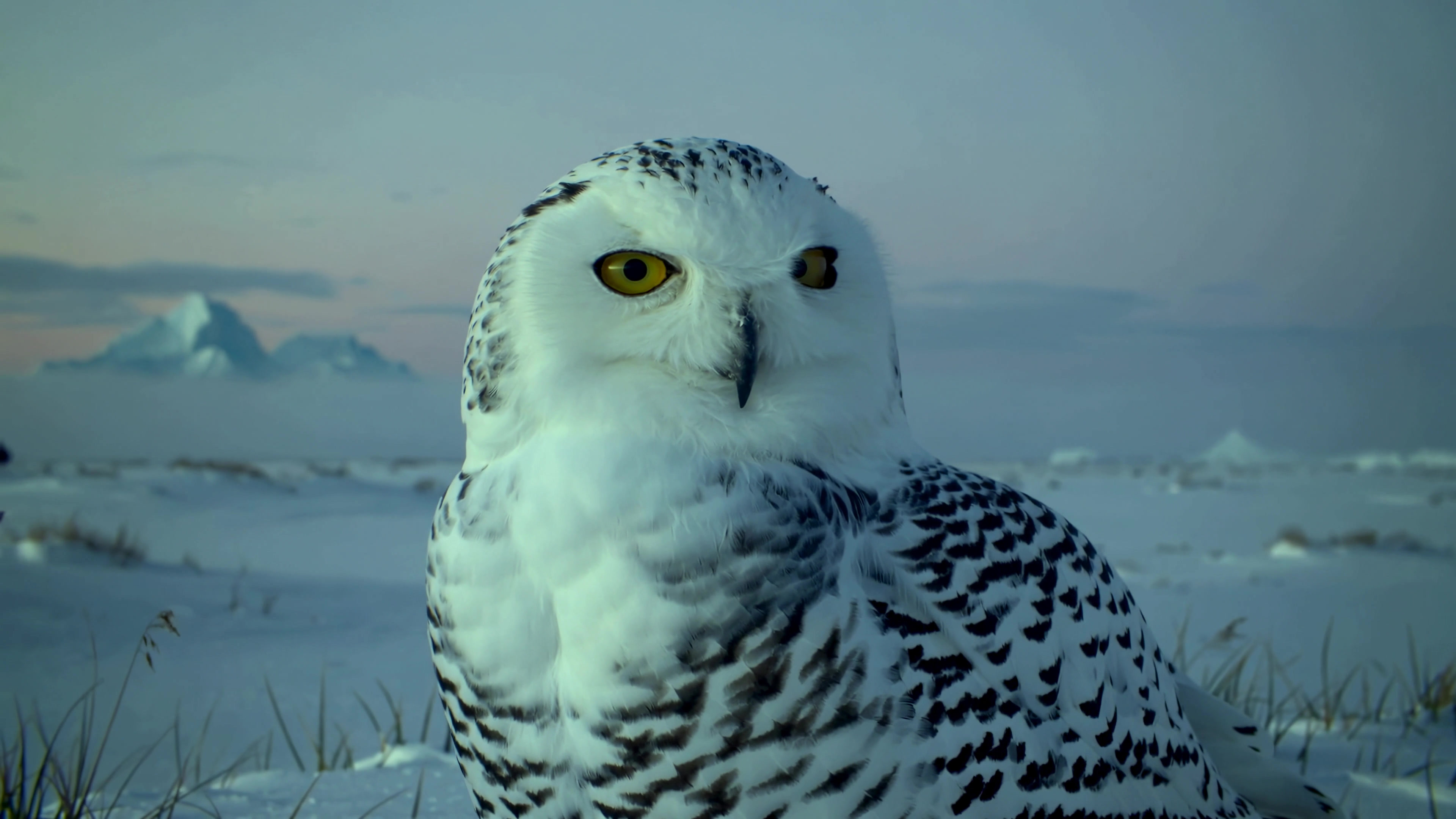 Snowy owl sits on snow with a mountain backdrop during twilight in a cold landscape