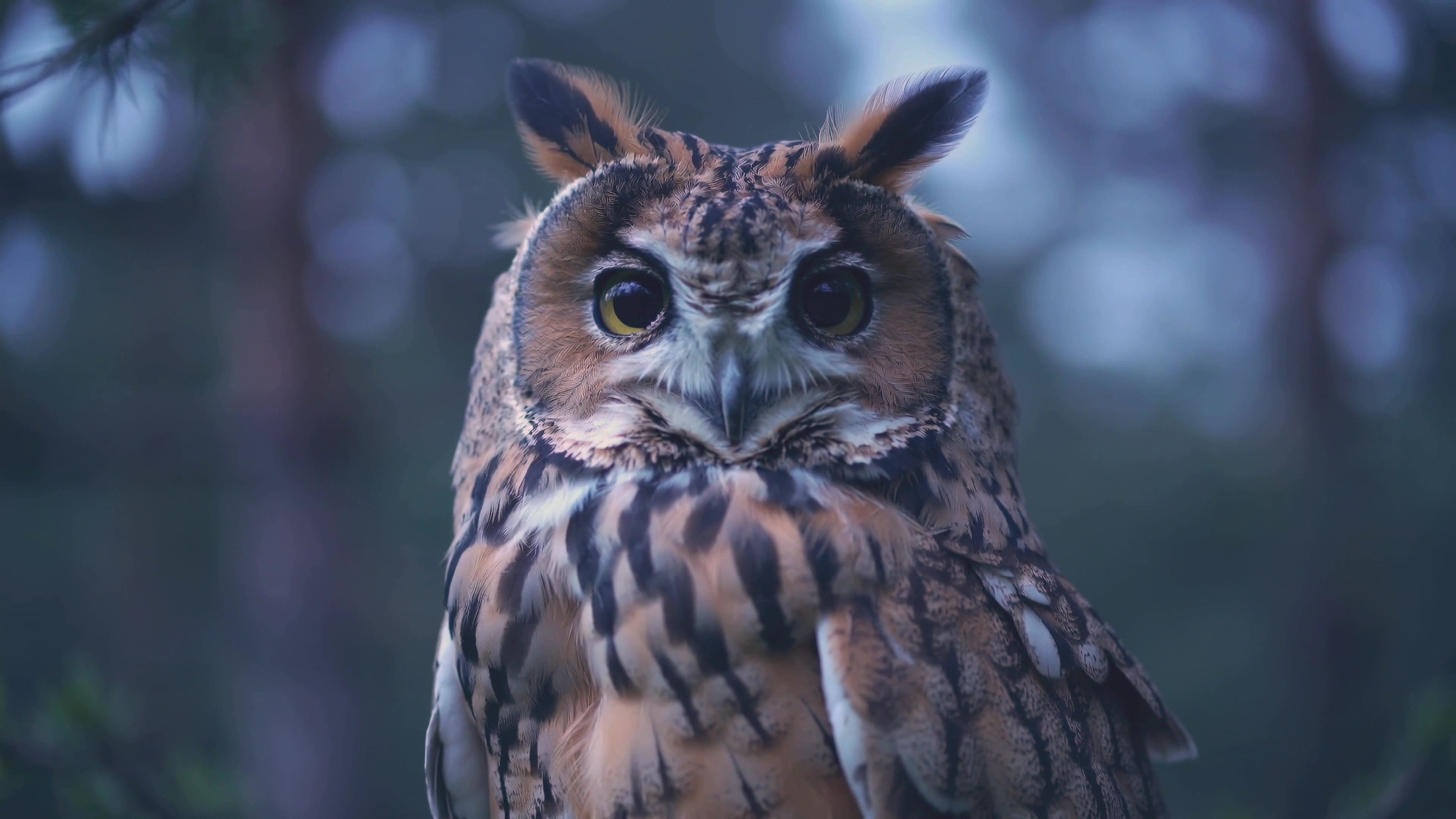 Large owl standing quietly in forest at dusk with clear gaze towards camera and trees in background