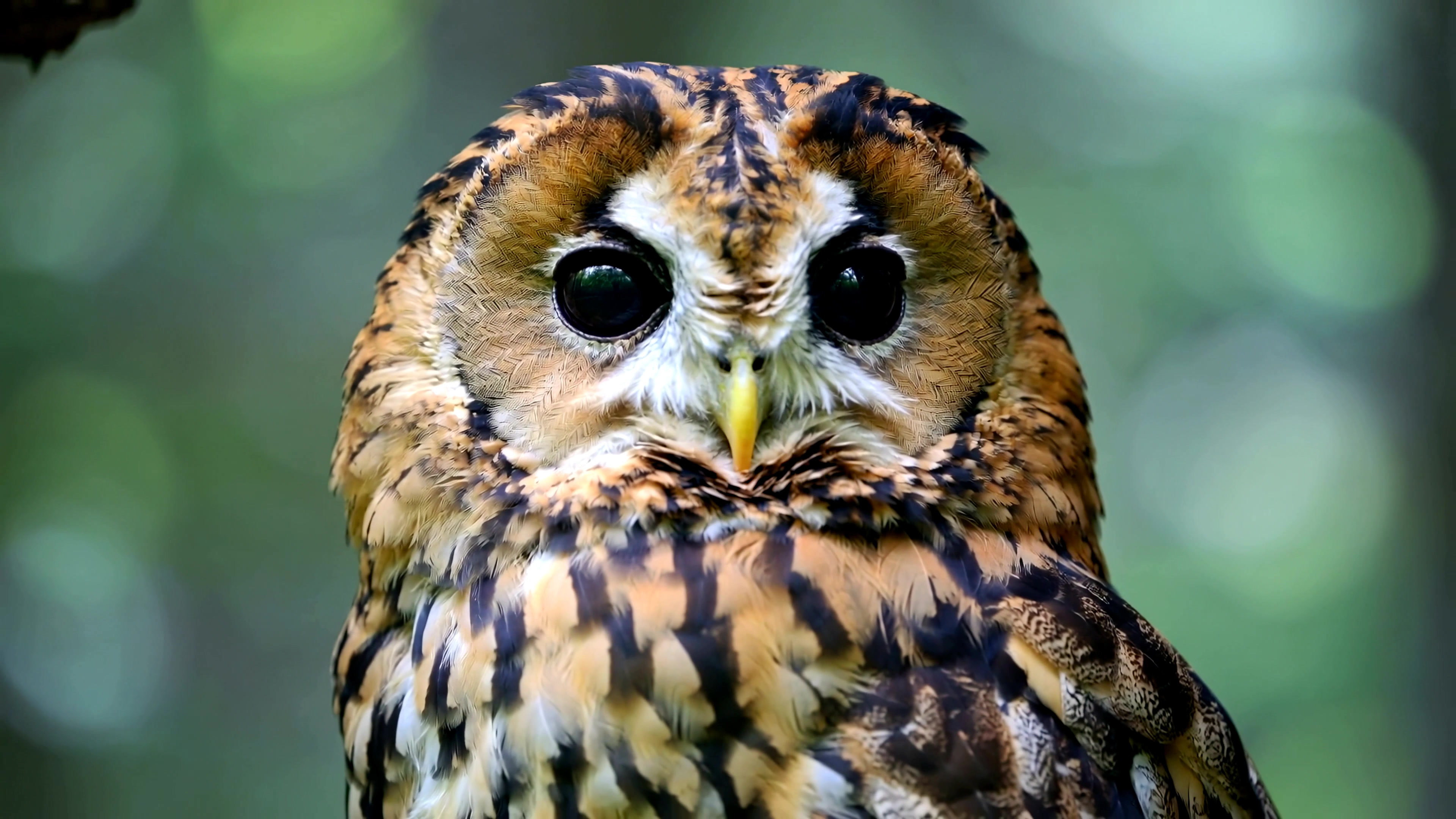 Owl sitting on a branch in a forest during daytime while looking around