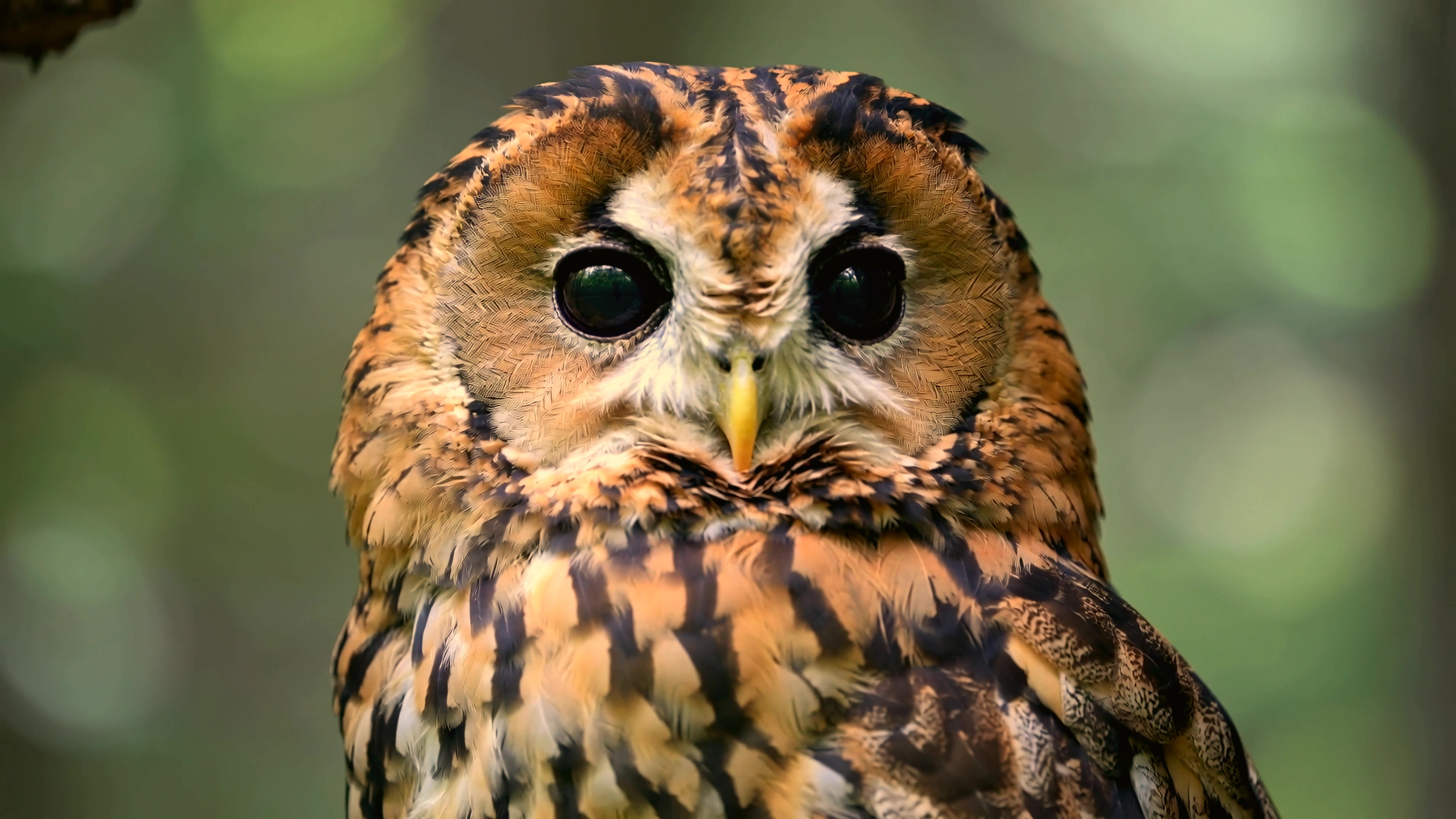 Owl looks directly at the camera in forest setting during daytime