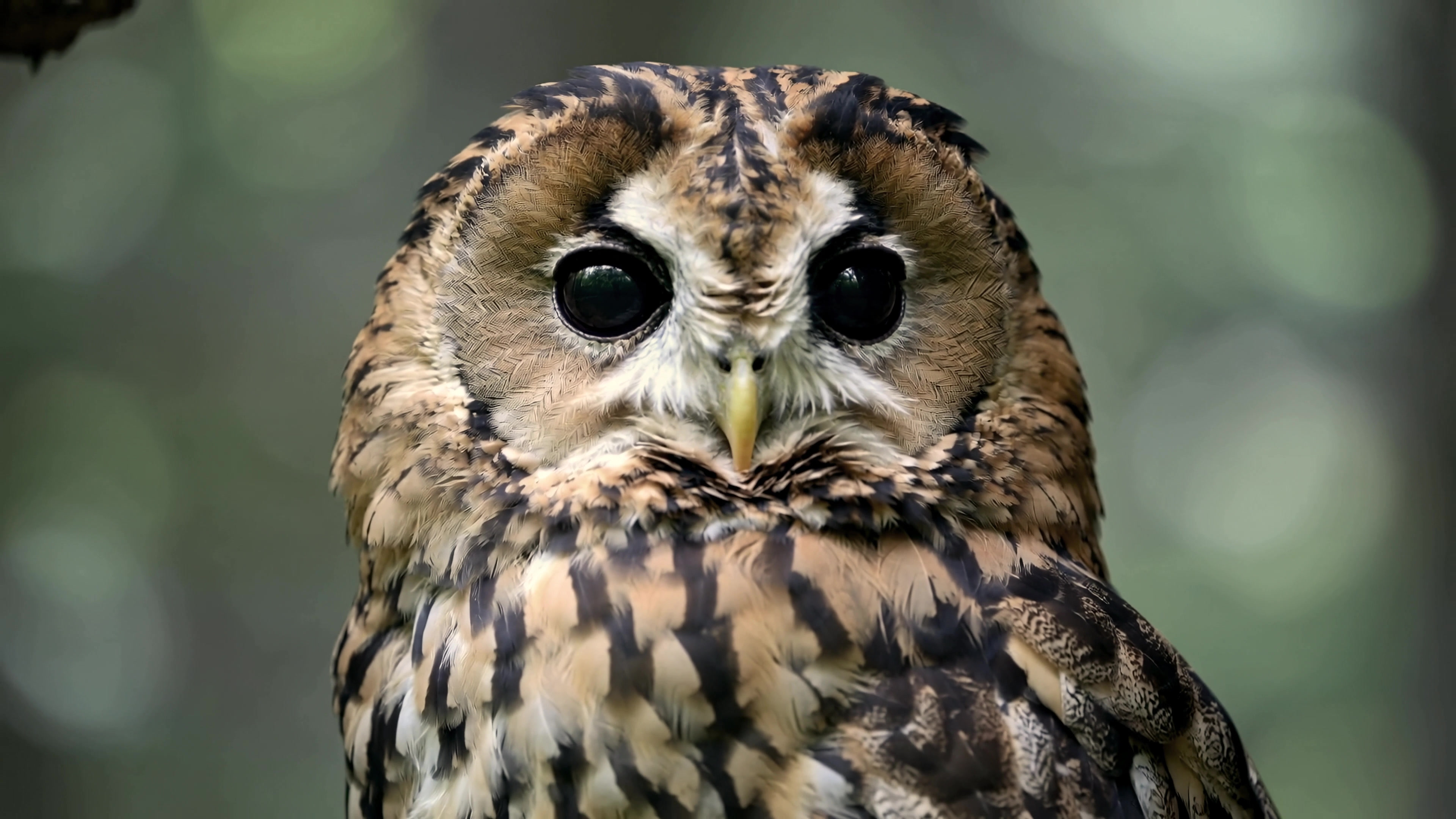 Owl perched on a branch looking directly at the camera in a forest setting during daytime hours