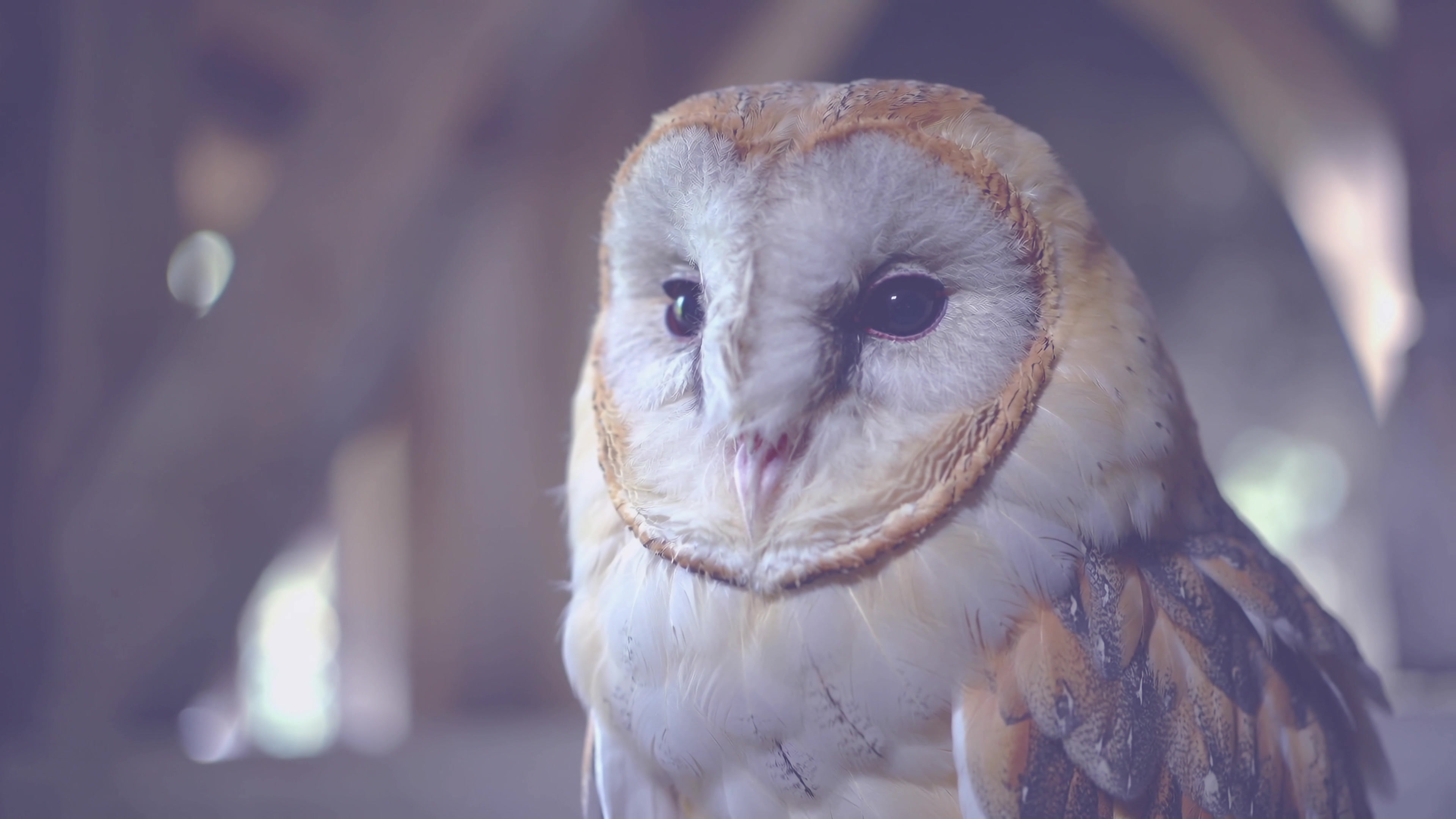 Owl sits quietly and observes surroundings in a natural setting during daytime hours