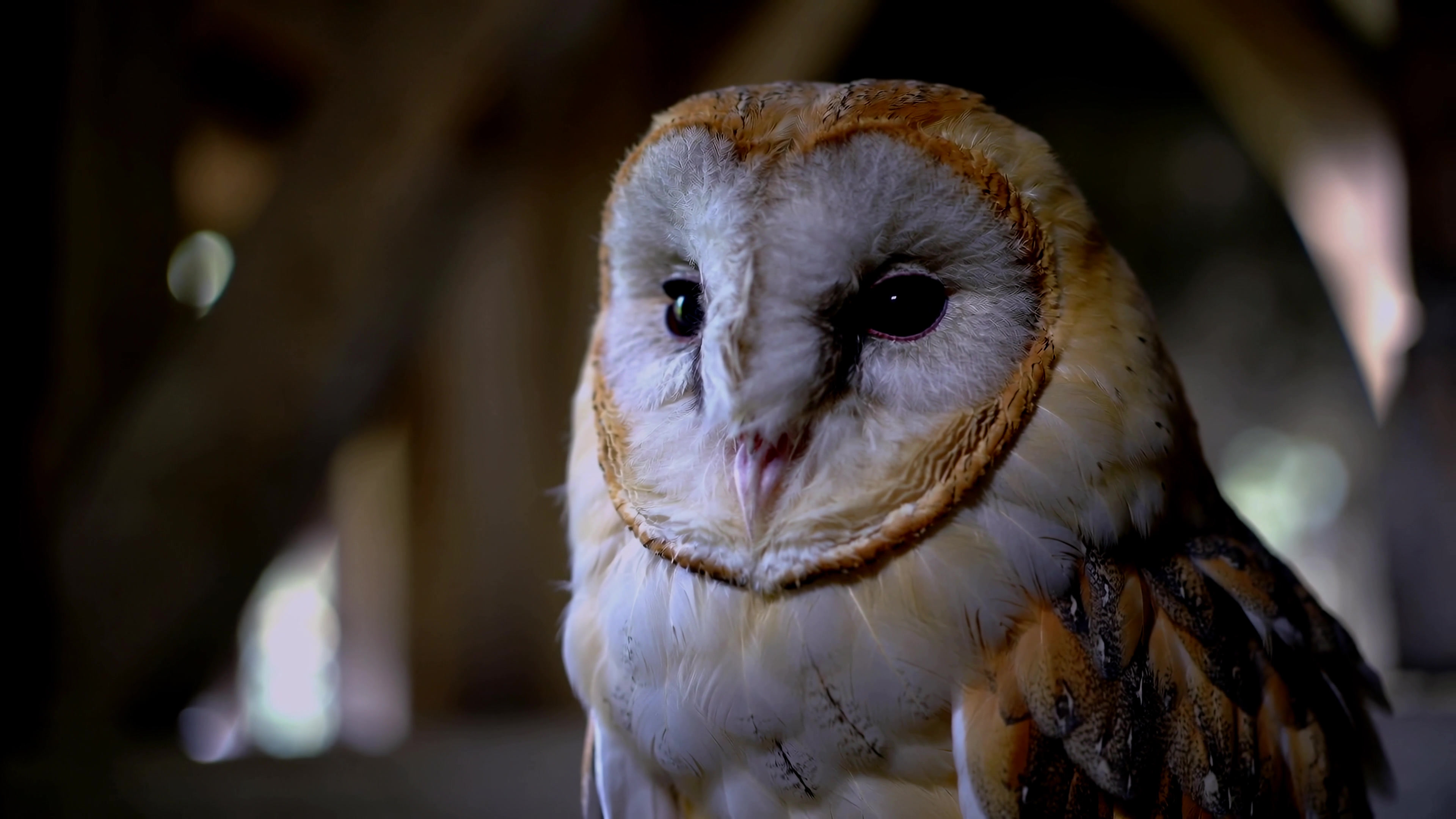 Owl perched in a wooden structure during daylight, showcasing its features and surroundings